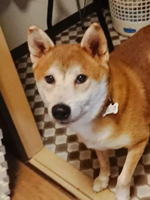 Dog Shelter | 〔2109Z04〕柴犬 オス 推定7～8歳 体重15.7kg 【り