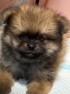 Dog Shelter | 〔2511P01〕ポメラニアン オス 推定6ヶ月 体重2.4g 蒼