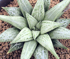 カクタスニシ Cactus and Succulent
