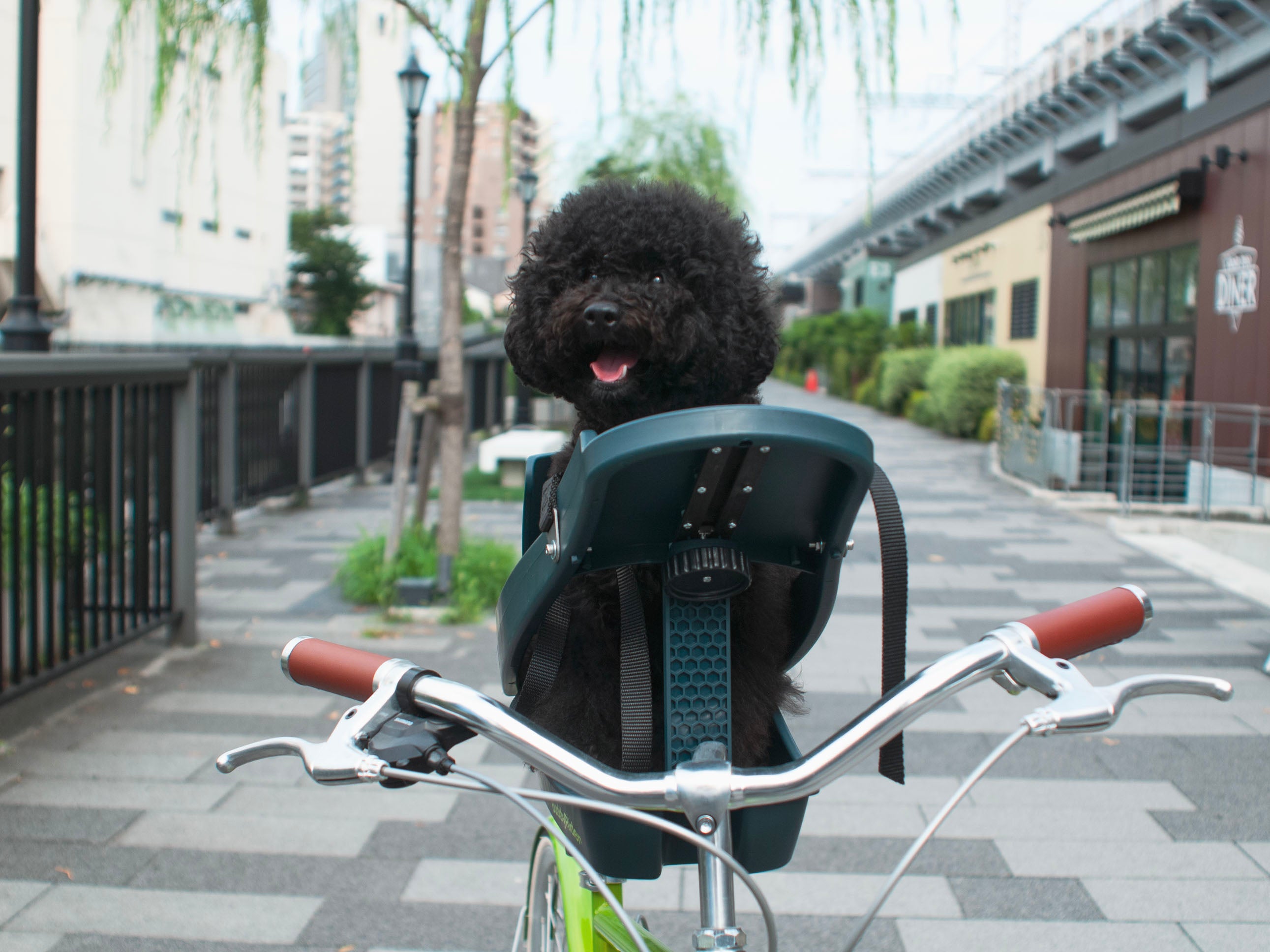 lsb_buddyrider006.jpg?v=1723542797