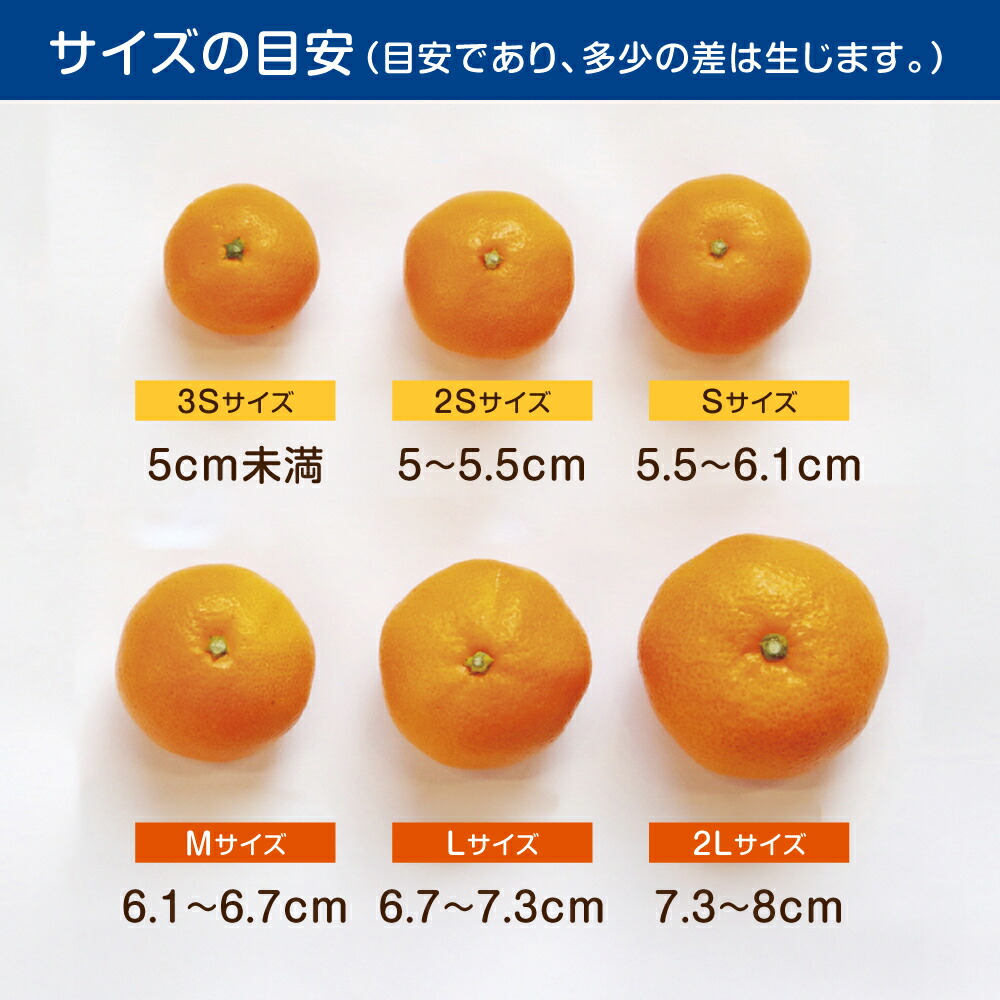 楽天市場】【ふるさと納税】※【2026年10月下旬より順次発送／先行予約