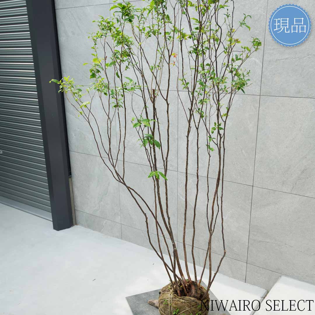 楽天市場】【現品】山採り【ナツハゼ】夏櫨 株立ち 自然風樹形 樹高H