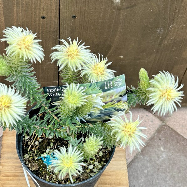 楽天市場】鉢花 観葉植物：フィリカ プベッセンス ワフトフェザー*5号