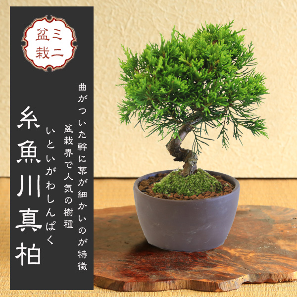 楽天市場】【即日出荷可！】ミニ盆栽：糸魚川真柏（曲・5年生）* (萬古