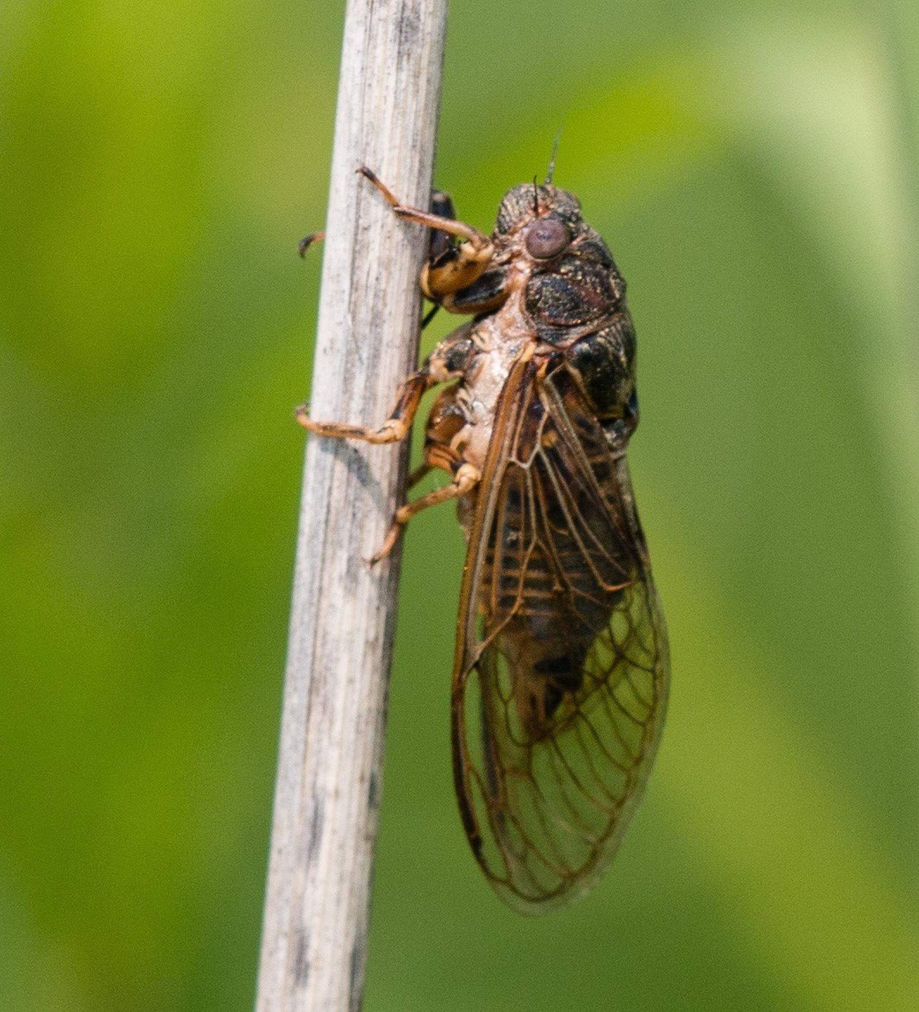 Outdoors column: Different, rare cicada lives in virgin prairie