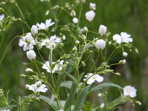 カスミソウ (Gypsophila elegans)