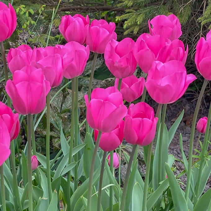 Yosemite Tulip Bulbs - Burpee