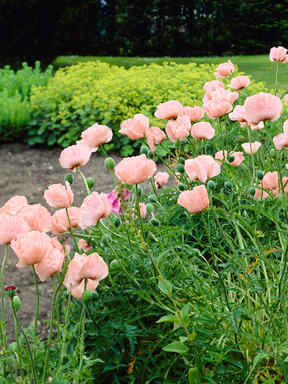 Papaver Mrs Perry (Oriental Poppy) | Order online at DutchGrown™