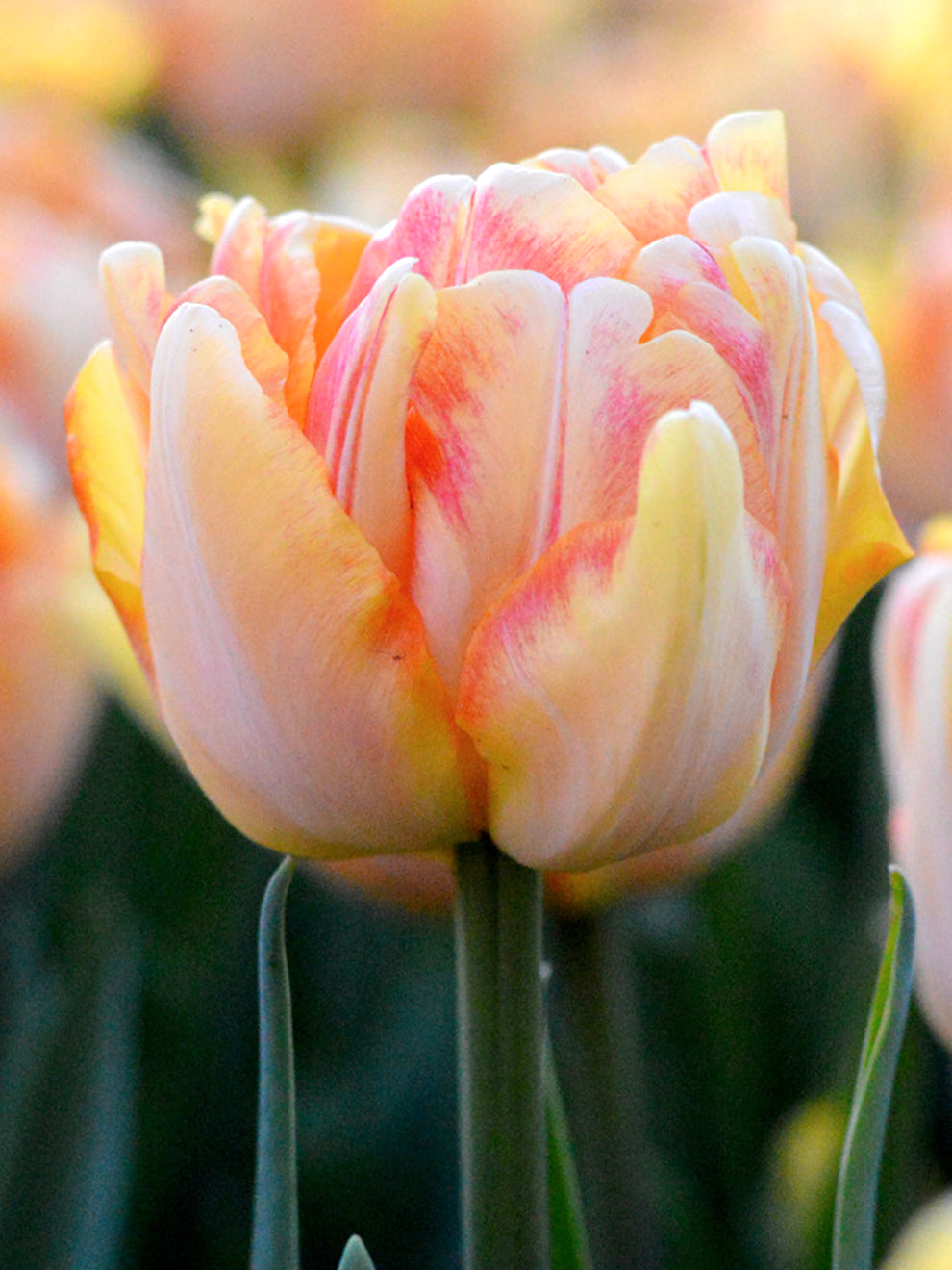 Tulip Foxy Foxtrot | DutchGrown™ | Novelty Tulip Bulbs
