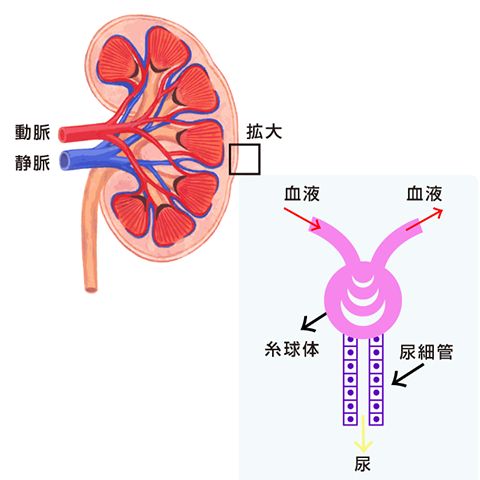 長寿の秘訣は腎機能にあり｜生駒市の内科・循環器内科 カズクリニック