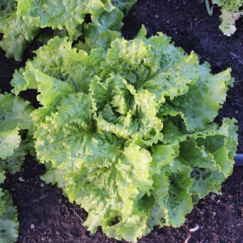 Crisphead Lettuce