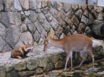 しか・たぬき｜自然・動物｜一般社団法人宮島観光協会