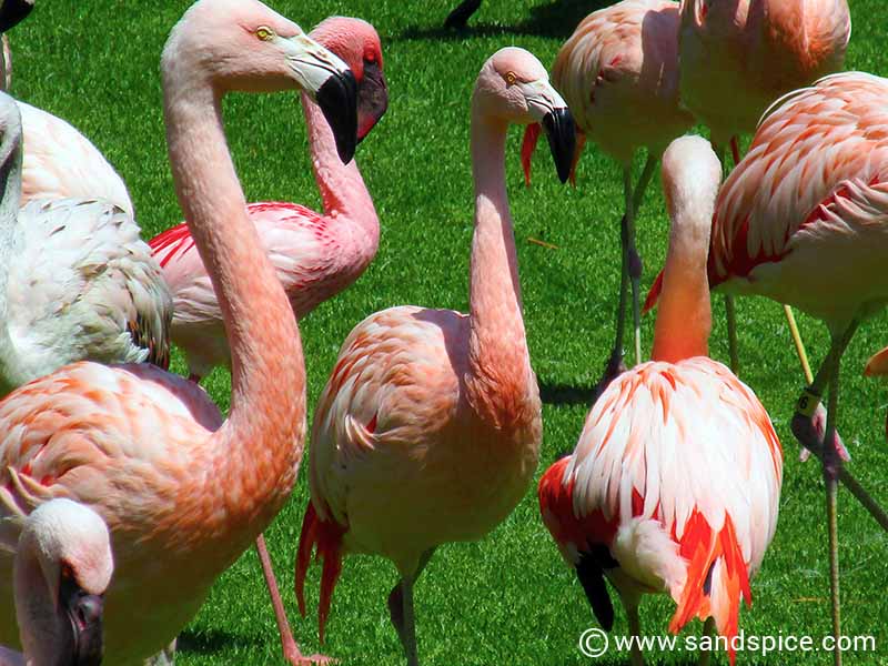 Loro Parque Tenerife 🦜 More than just a zoo in Puerto de la Cruz
