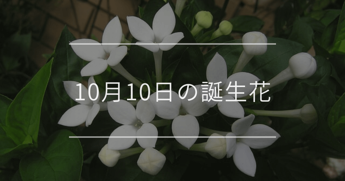 10月10日の誕生花：ブバルディア・サンビタリアの花言葉など | お花の