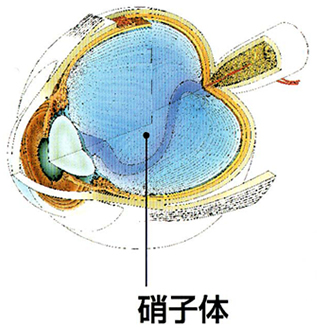硝子体手術 | 那須あしたの眼科