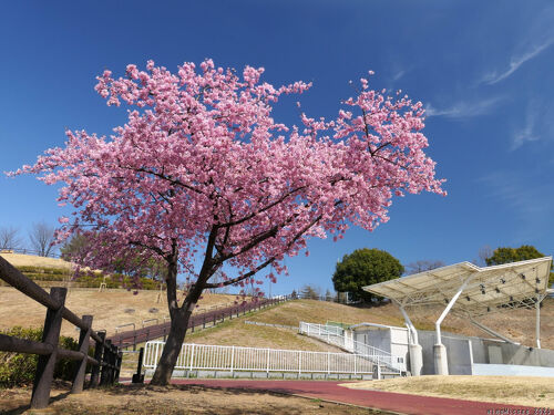 八王子山公園」のサクラ_2025_河津桜が満開でした（太田市）』太田
