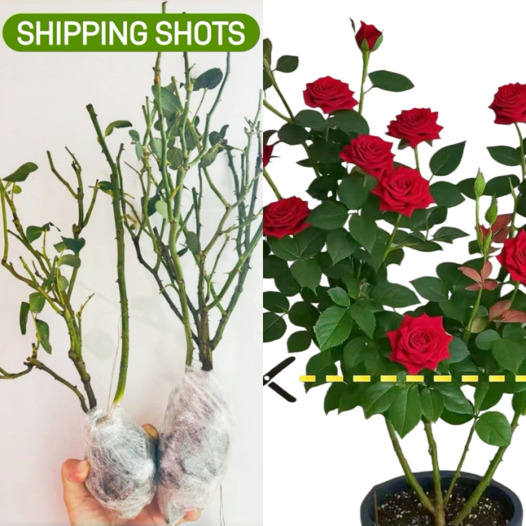 Black Tea Rose-红茶 | Japanese Shrub Roses – Ergongzy Roses