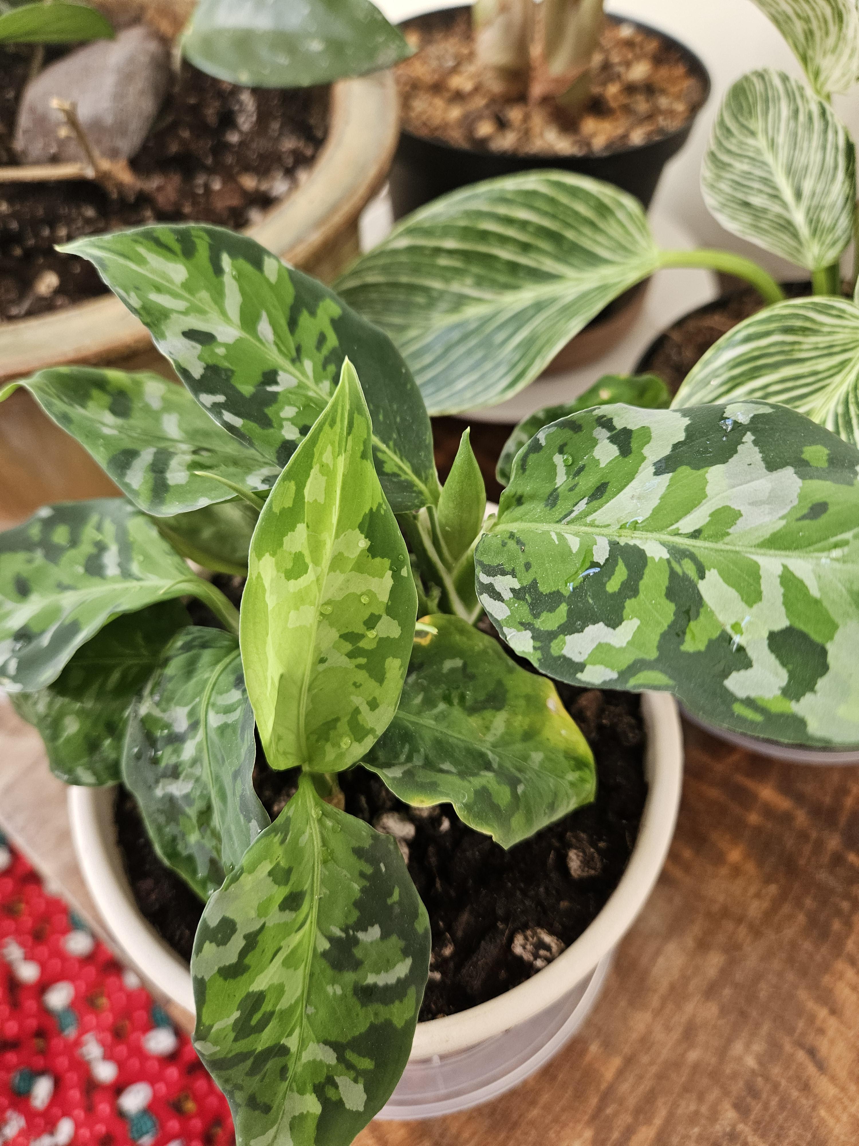 うちの迷彩柄の植物、*Aglaonema pictum tricolor* が花咲いてるっぽい