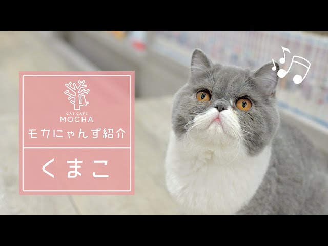 くまこ（エキゾチック♀）立川店 - YouTube