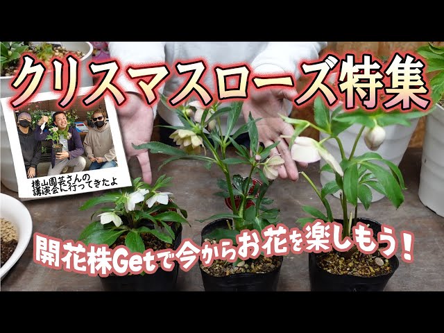 開花まで何年もかかるの？】クリスマスローズ-何年も咲かないポット苗