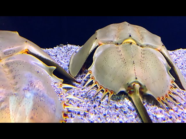 カブトガニ Japanese horseshoe crab, King Crab Tachypleus