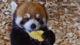 リンゴをペロペロ〜レッサーパンダ~Red Panda licks the apple - YouTube