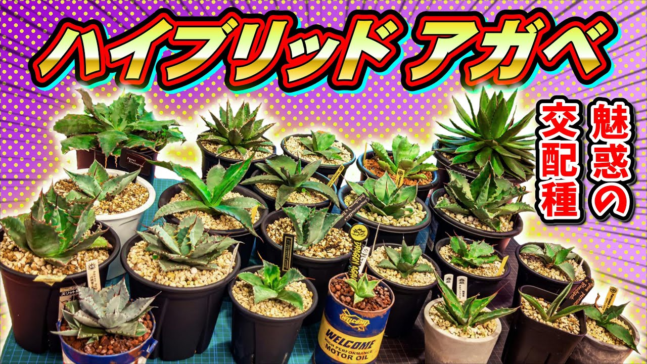 Hybrid varieties] Introducing hybrid varieties, one of the charms