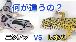 レオパとニシアフってどこが違うの？飼育方法や性格の違いを紹介 - YouTube