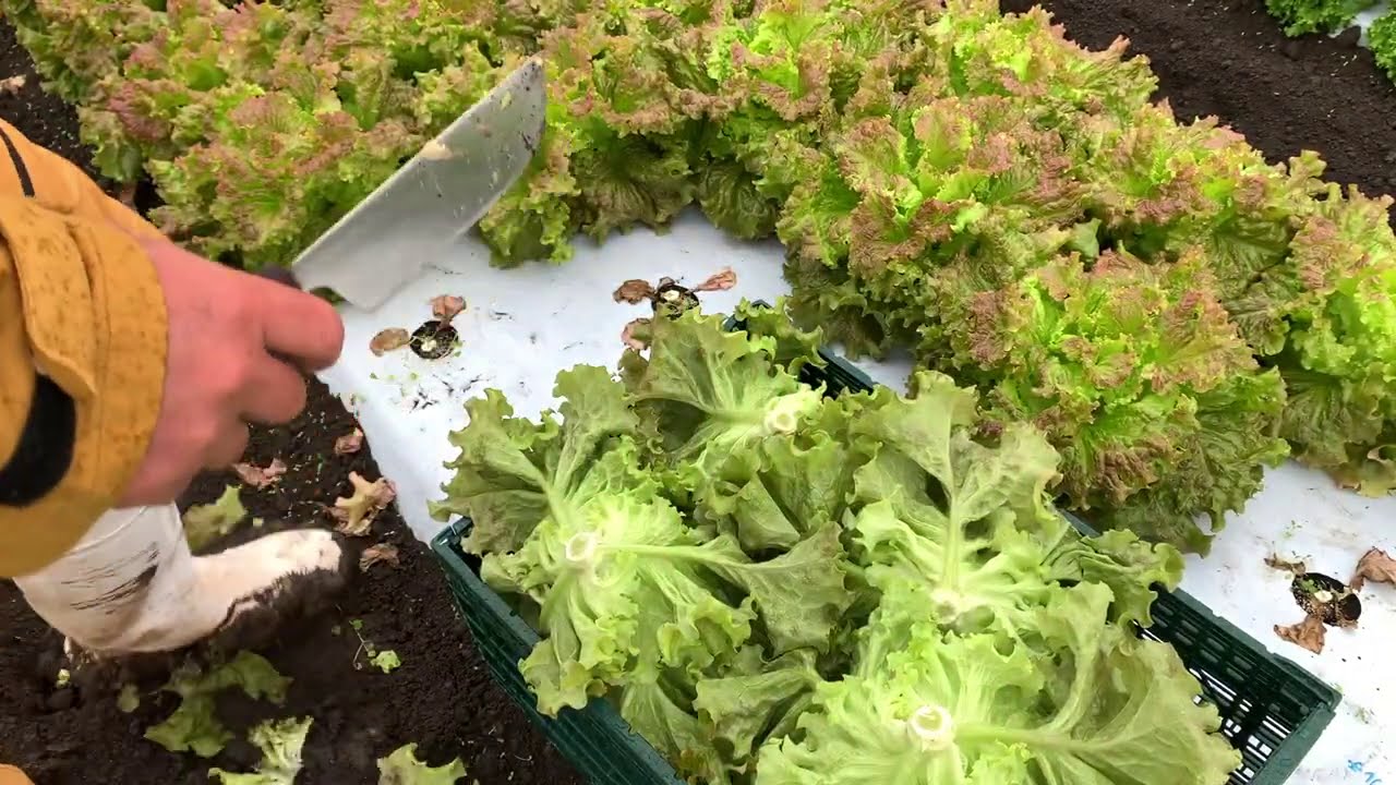 Sunny lettuce and green curl harvest has begun 20/10/17 - YouTube