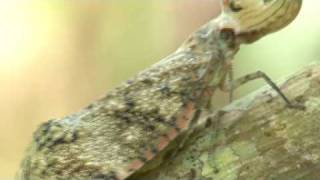 ユカタンビワハゴロモ - YouTube