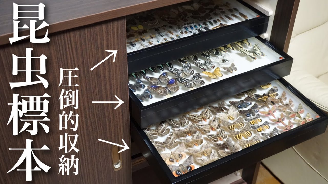ついに…憧れの標本タンスを導入しました…！ - YouTube
