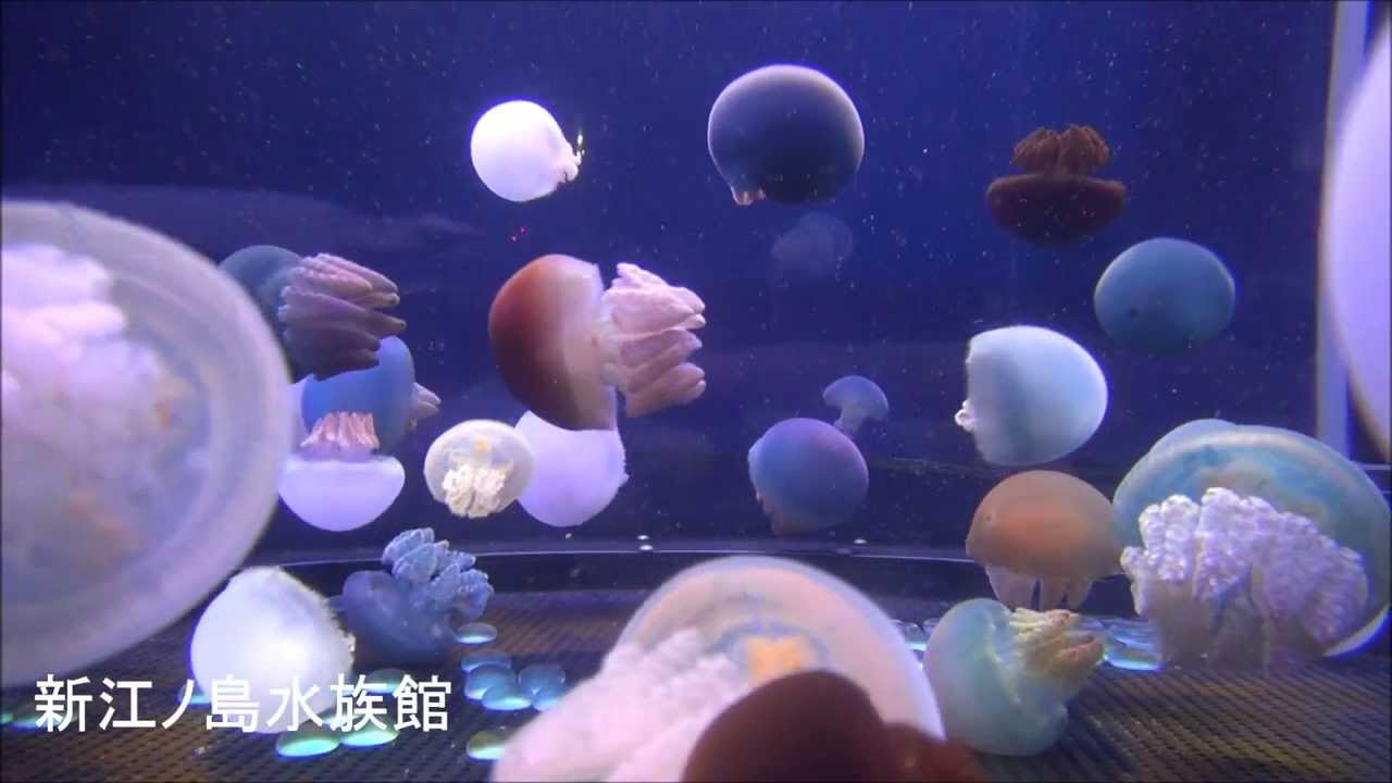 カラージェリーフィッシュ (Color Jellyfish) - YouTube
