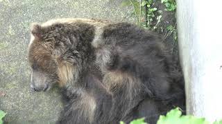 Ezo Brown Bear (Kuma Kuma Garden, Akita, Japan) August 6, 2019