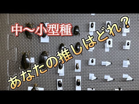 ゲンゴロウの種類解説】中～小型種編 - YouTube