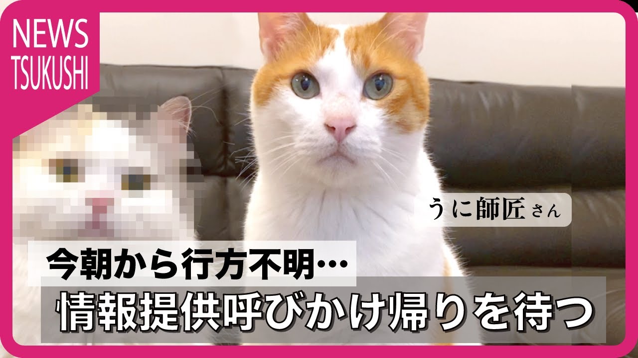 Story] The resident cat has gone missing again [Cat speaking in