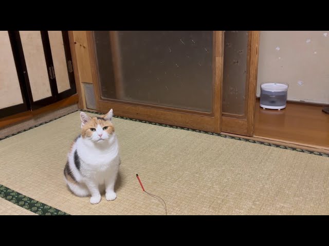 三毛猫】大好きなおやつの新フレーバーが楽しみなミケ（2025年10月15日