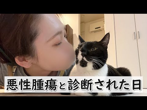 Nyankatsu - YouTube