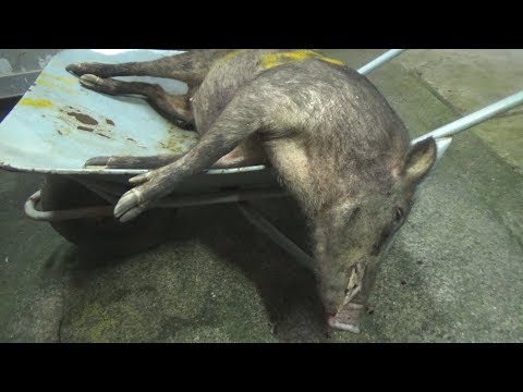 Japanese professional hunters dismantle boar - YouTube