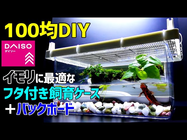 イモリウムに最適な【フタ付き飼育ケース＋バックボード】作り方/ 100