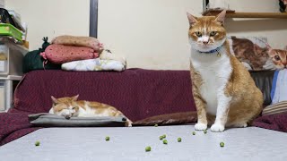 どんぐりで遊ぶ猫 251004 - YouTube
