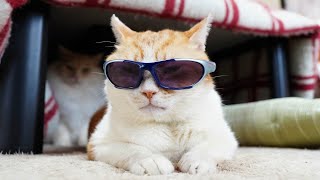 WCJ キャット 猫耳サングラス キャットサングラス🐈‍⬛♡ 予約受付中