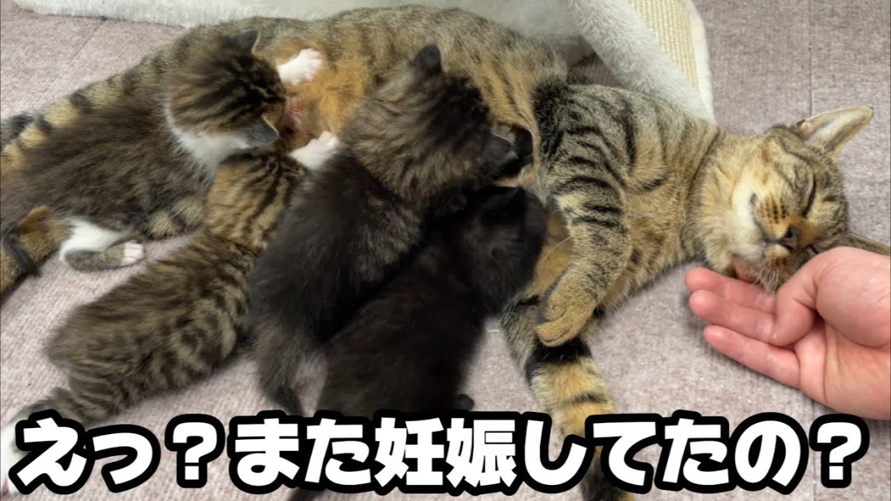 The veterinarian said, 