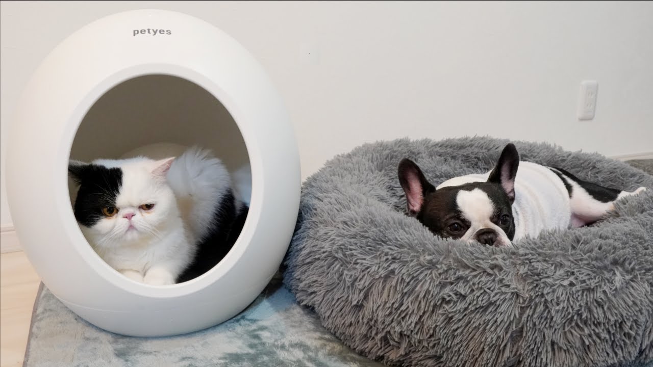 暑がりな犬猫に冷暖房付きペットハウスを使ってみると快適過ぎましたw