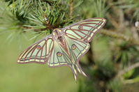 aflo_106553652.jpg