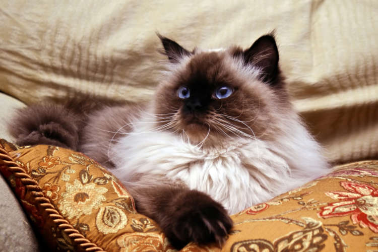 ヒマラヤンってどんな猫？ 歴史やカラダの特徴について | PECO（ペコ）