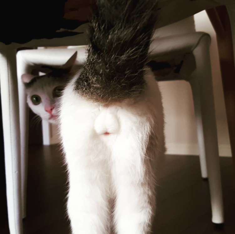 かわいいけれど、恥ずかしい♡】猫たちのモッフモフな『にゃんたま