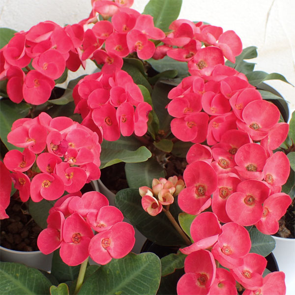 園芸ネット本店｜ハナキリン：八福神 赤系5号鉢植え の通販【公式】