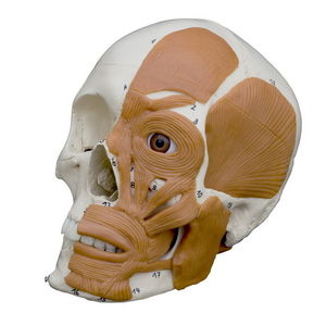 骨の解剖模型 - A263 - RÜDIGER - ANATOMIE - 頭蓋骨の / 実習用