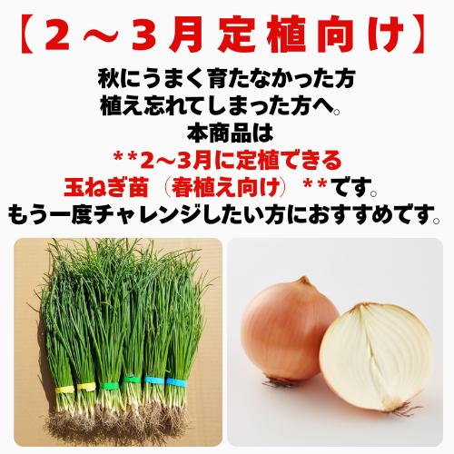 玉ねぎ苗 玉葱苗 タマネギ苗 2026年春 家庭菜園 初心者向け 育てやすい