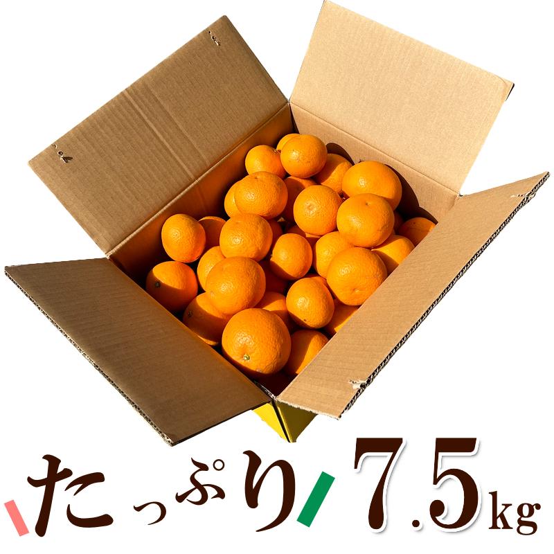年明け出荷】みかん和歌山県産 訳あり みかん ミカン 7 . 5kg (傷あり